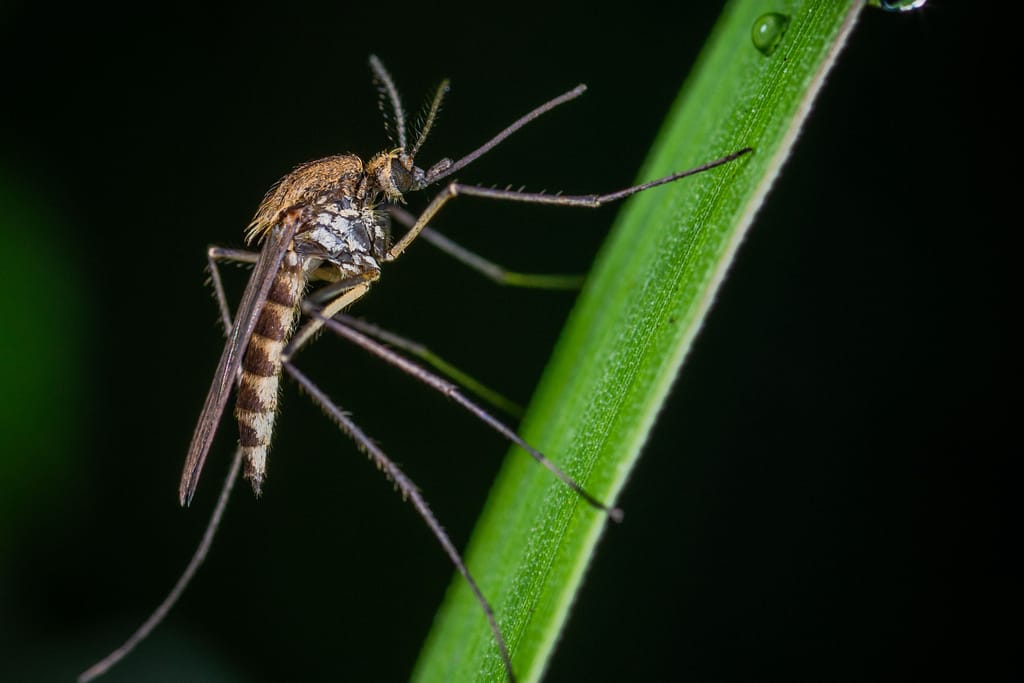 An insect on a leaf