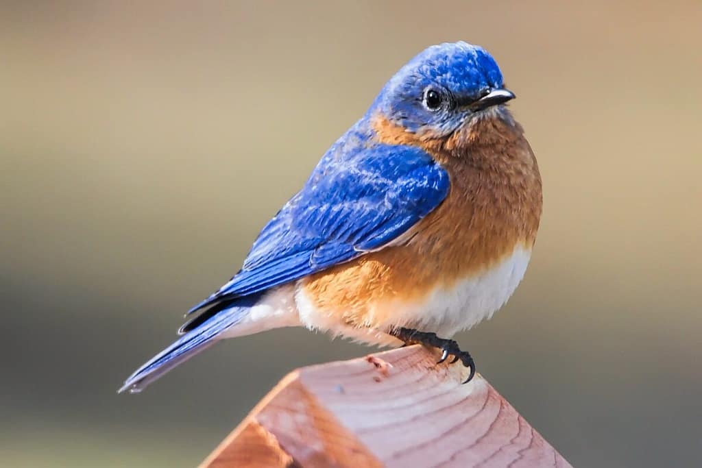 Bluebird on Bluebird Box