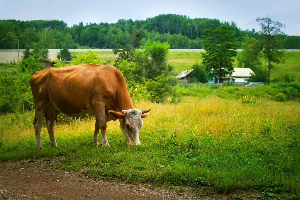 Cow thinking about seaweed and eating grass