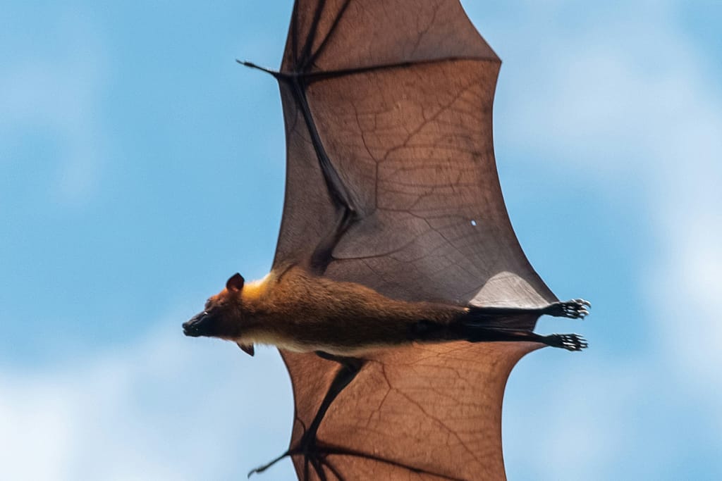 A bat flying
