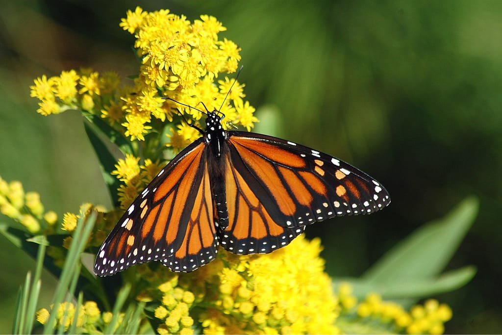 A monarch butterfly taking a rest