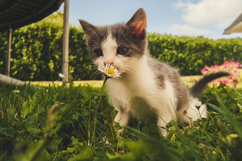 A cat wondering around outside