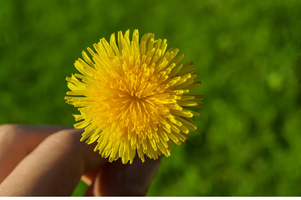 A weed held in a hand above other weeds