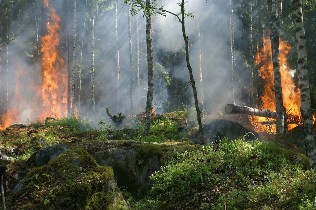 A fire in a forest