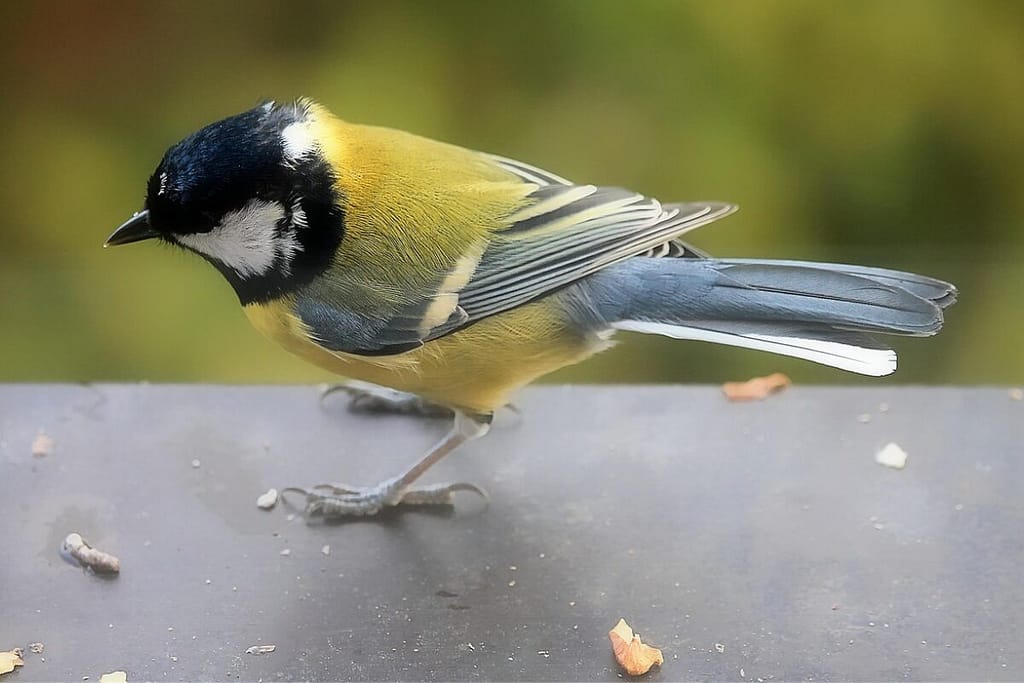 Bird on window ledge